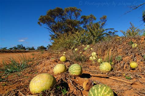 Paddy Melon - Barmac Pty Ltd