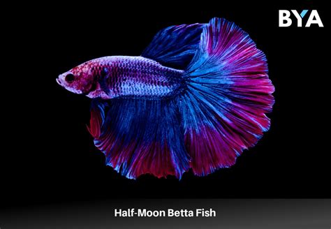 The Half-Moon Betta Fish