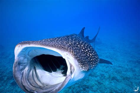 Top 15 Best Places to Scuba Dive with Sharks | Diviac Magazine