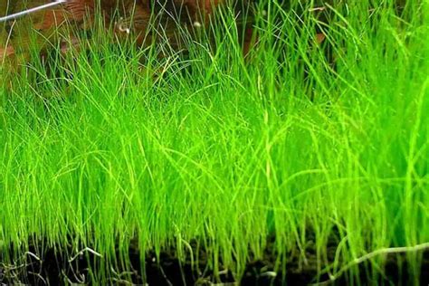 Dwarf Hairgrass Care Guide – Planting, Growing, and Propagation - Shrimp and Snail Breeder