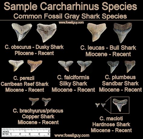 Arriba 87+ imagen fossil shark tooth identification - Abzlocal.mx