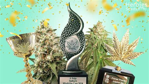 Seeds of Cannabis Cup Winners: Top 9 of All Time - Herbies Seeds