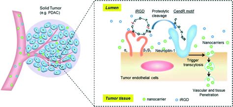 Targeted drug delivery using iRGD peptide for solid cancer treatment - Molecular Systems Design ...