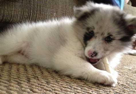 Pomeranian /Sheltie . Poshie Puppy . | Puppies, Sheltie, Pomeranian mix