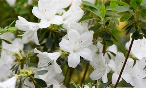 Up To 29% Off Hardy Dwarf Azaleas | Groupon