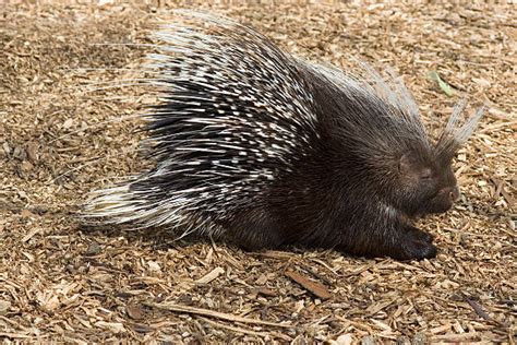 African Porcupine Stock Photos, Pictures & Royalty-Free Images - iStock