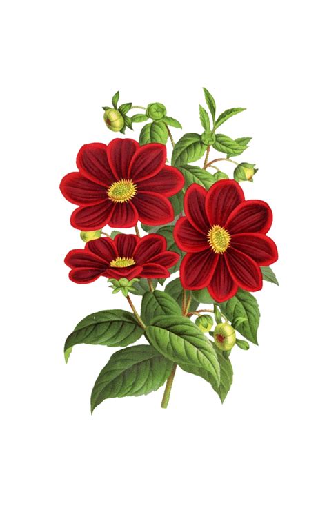 Vintage Clip Art Flower Illustration Free Stock Photo - Public Domain Pictures