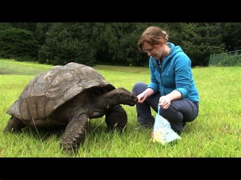 190-year-old Jonathan is the oldest tortoise ever - Democratic ...