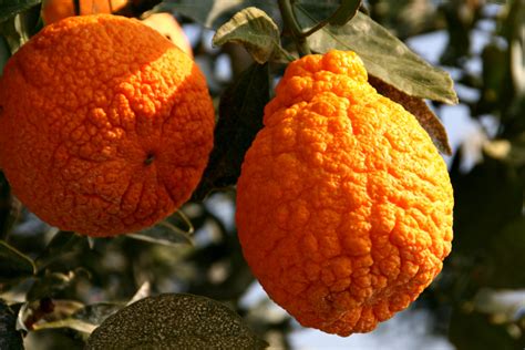 Introducing Sumo Citrus — Shockingly Delicous