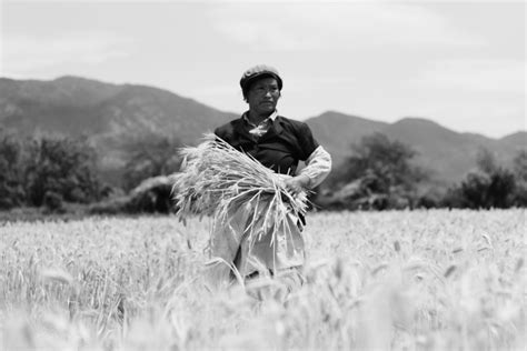 Why China's Rice Farmers Are Less Confrontational Than Wheat Farmers - VICE