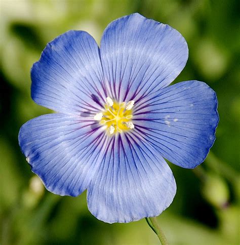 One more blue flax flower... - a photo on Flickriver