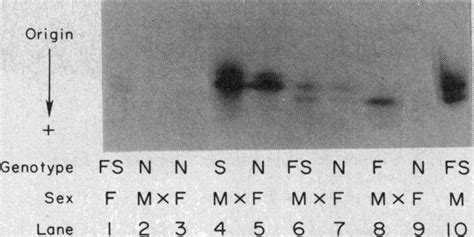 Acrylamide-gel electrophoresis | Download Scientific Diagram