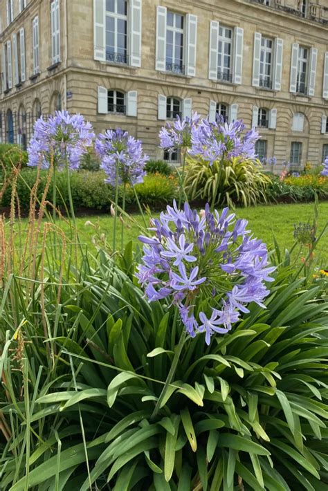 Planting & Growing Lily of the Nile (Agapanthus) - 8 Things You Need To ...