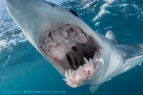 Snorkeling with mako sharks 2019 | Big Fish Expeditions