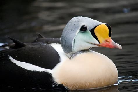 20 Species of Ducks in Alaska: The Land of Waterfowl