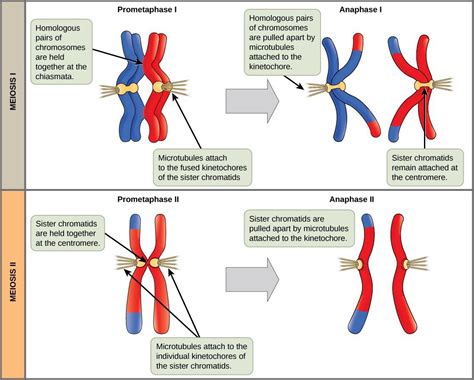 Chapter 15. Meiosis & Sexual Reproduction – Introduction to Molecular ...