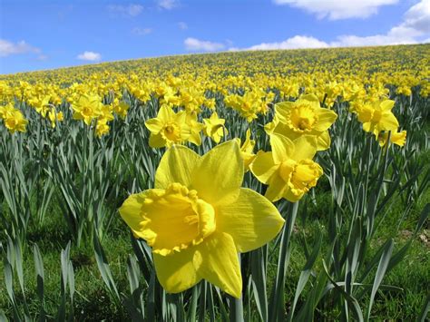 Daffodil Field | Daffodils, Daffodil day, Flower field