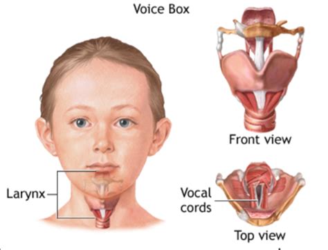 Voice Box | Definition , Location , Anatomy & Function