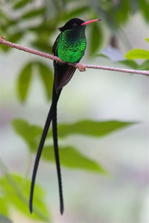 Jamaican Streamertail hummingbird photographed at the Butterfly World. by secondclaw submitted ...