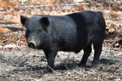 Large Black Pig Facts: Origin, Size, Physical Characteristics, Pros ...