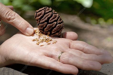 Giant sequoia seeds - Stock Image - C015/5413 - Science Photo Library