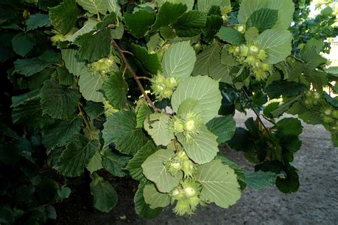 Hazelnut (filbert) | Diseases and Pests, Description, Uses, Propagation