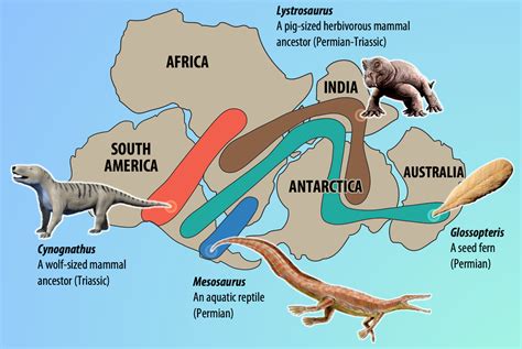 4.1 Alfred Wegener’s Arguments for Plate Tectonics – Physical Geology ...