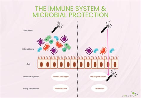Human Infections and the Microbiome | GoldBio
