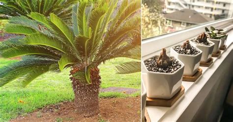 How To Grow Sago Palm Pups | Removing Sago Palm Pups