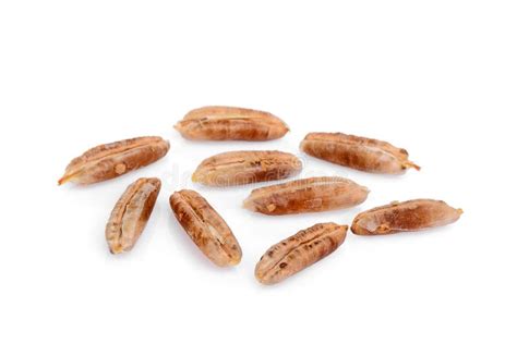 Date Palm Seeds Isolated on White Stock Image - Image of dates, islam: 129510043