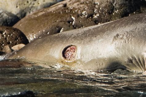 Cookie Cutter Shark Bite | Baja California, Mexico | Flickr