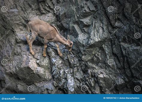 Goat Climbing in Rock Mountains Stock Photo - Image of landscape, goat ...