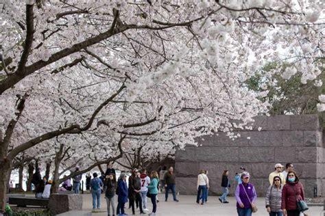 Sakura Festival Washington Dc 2024 - Bonita Marketa