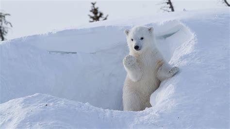 Adorable Polar Bear Cub Playing and Posing at her Den - YouTube