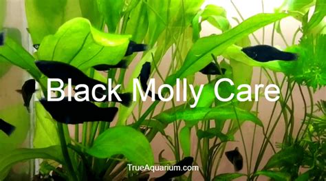 Black Molly Care - A Complete Guide - True Aquarium