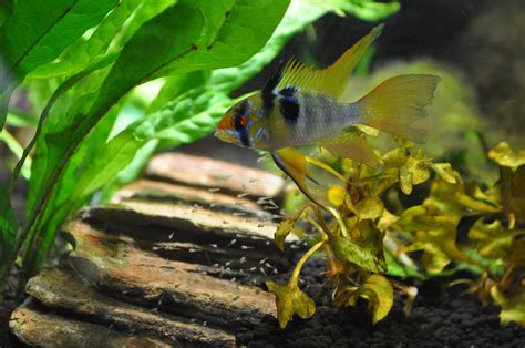 Blue Ram Cichlid Breeding And Care Guide - Build Your Aquarium