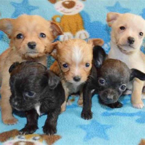 Information on Chiweenie Puppies for Sale in Michigan