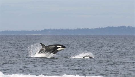 Dall's porpoises: Seven surprising things to know! - Eagle Wing Tours