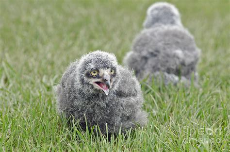 Baby Snowy Owls Photograph by JT Lewis