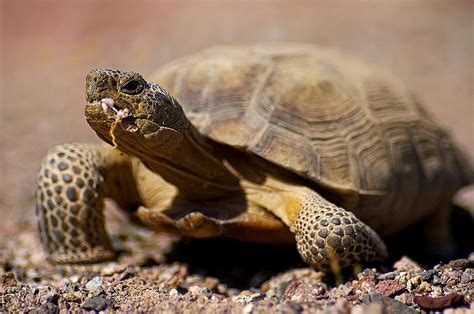 Desert Tortoise | The Biggest Animals Kingdom