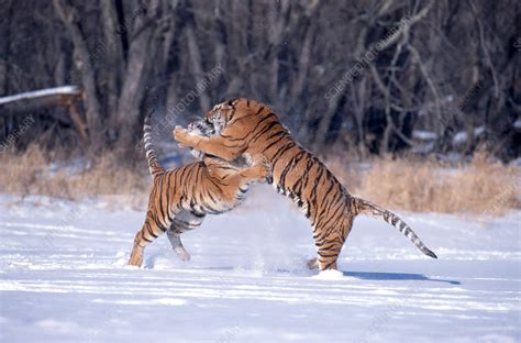 Siberian Tigers fighting in snow - Stock Image - Z934/0595 - Science Photo Library