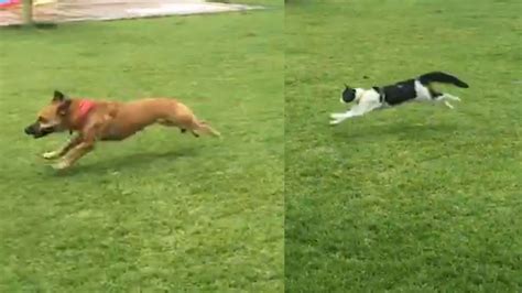 A Dog Chasing After A Cat