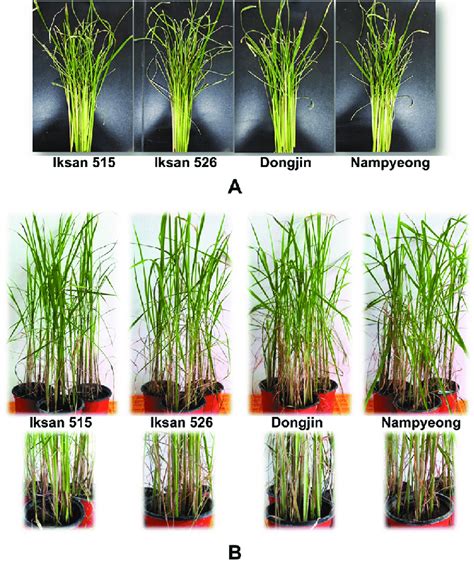 Severity of bacterial leaf blight (A) and sheath blight (B) by ...