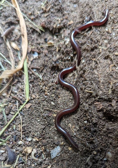 The Brahminy Blind Snake – Rio Grande Valley Chapter