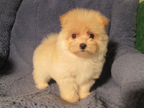 Maltese Pomeranian Mix Puppies - Maltese X Pomeranian Female Puppy For Sale Nov 7th 2017 ...