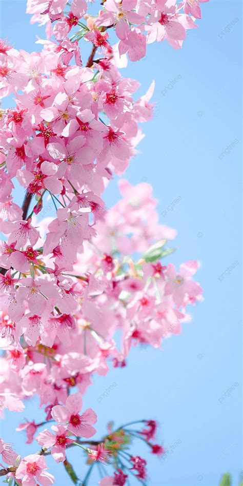 84 Wallpaper Bunga Sakura Yang Indah Picture - MyWeb