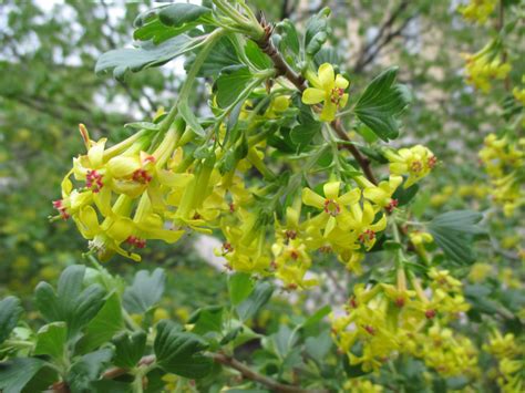 Ribes odoratum UW 2016 (2) | Rotary Botanical Gardens