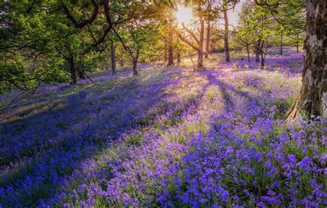 Bluebell Woods Wallpapers - Wallpaper Cave