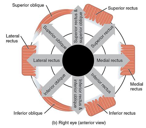 Orbit and Extraocular Muscles: Anatomy | Concise Medical Knowledge