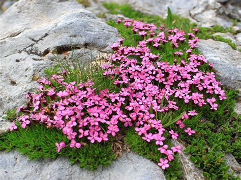 Moss Campion -Silene acaulis | Blooms | Pinterest | Plants, Gardens and ...